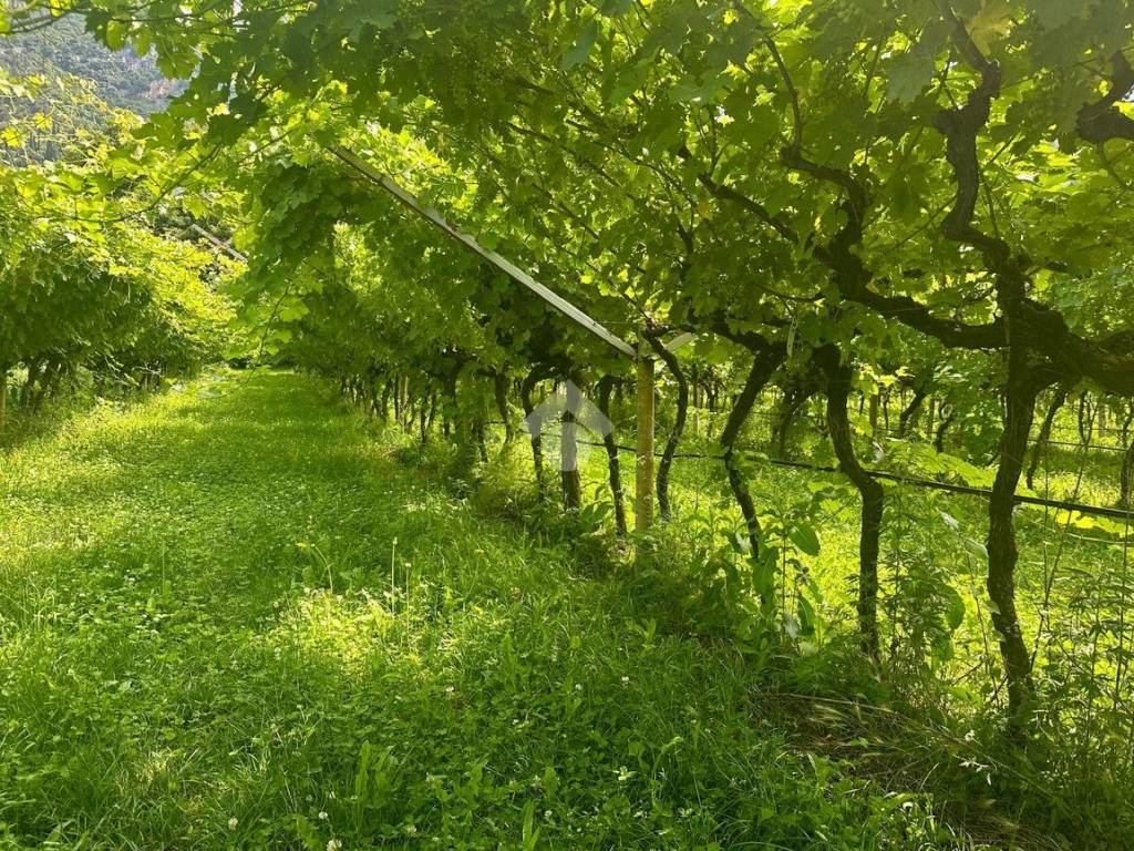 Terreno agricolo località crone, nago-torbole