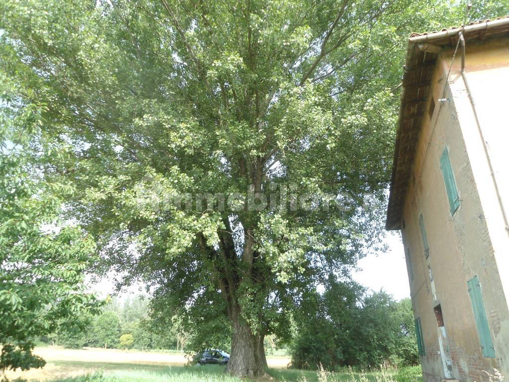 albero