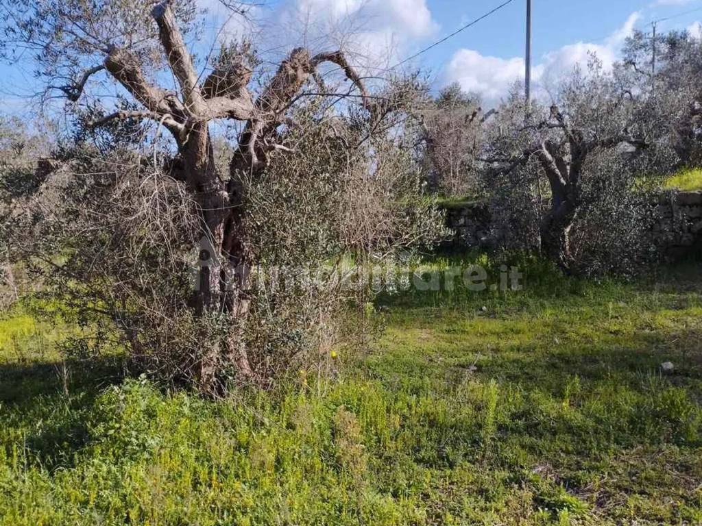 Terreno