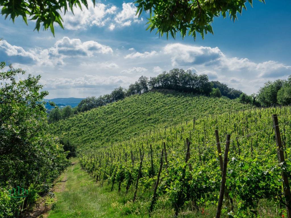 azienda vinicola pignoletto monteveglio 3