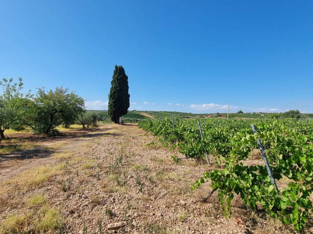 Terreno agricolo contrada finocchio, menfi