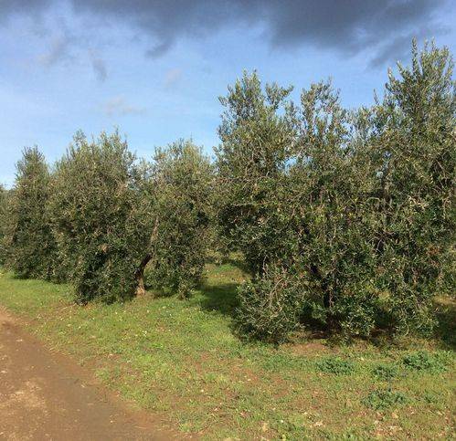 Terreno agricolo strada valmarina, capalbio