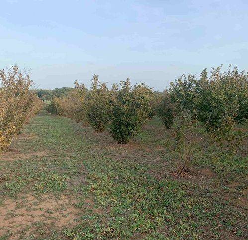 Terreno agricolo località santarello 103 a, santarello, soriano nel cimino