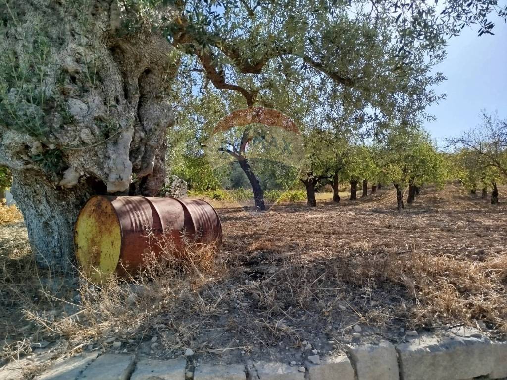 Terreno agricolo contrada casale, noto