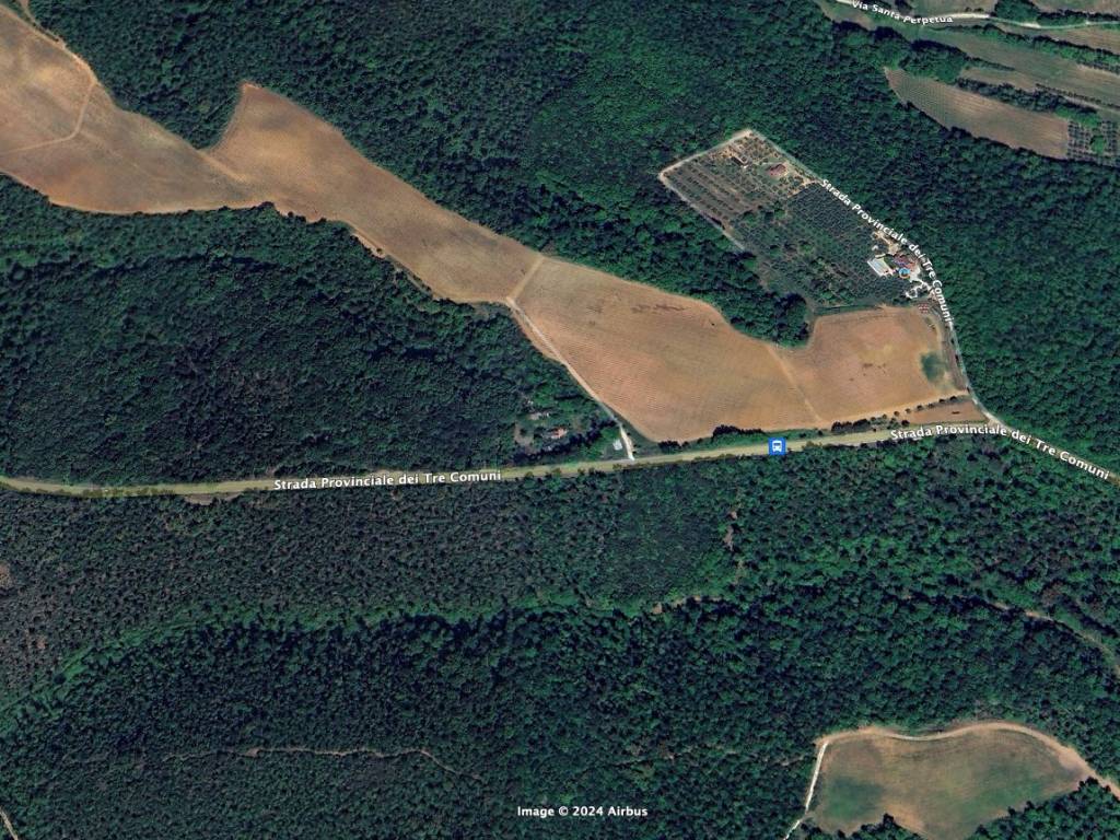 terreno bosco D'antilio Montescudaio .png