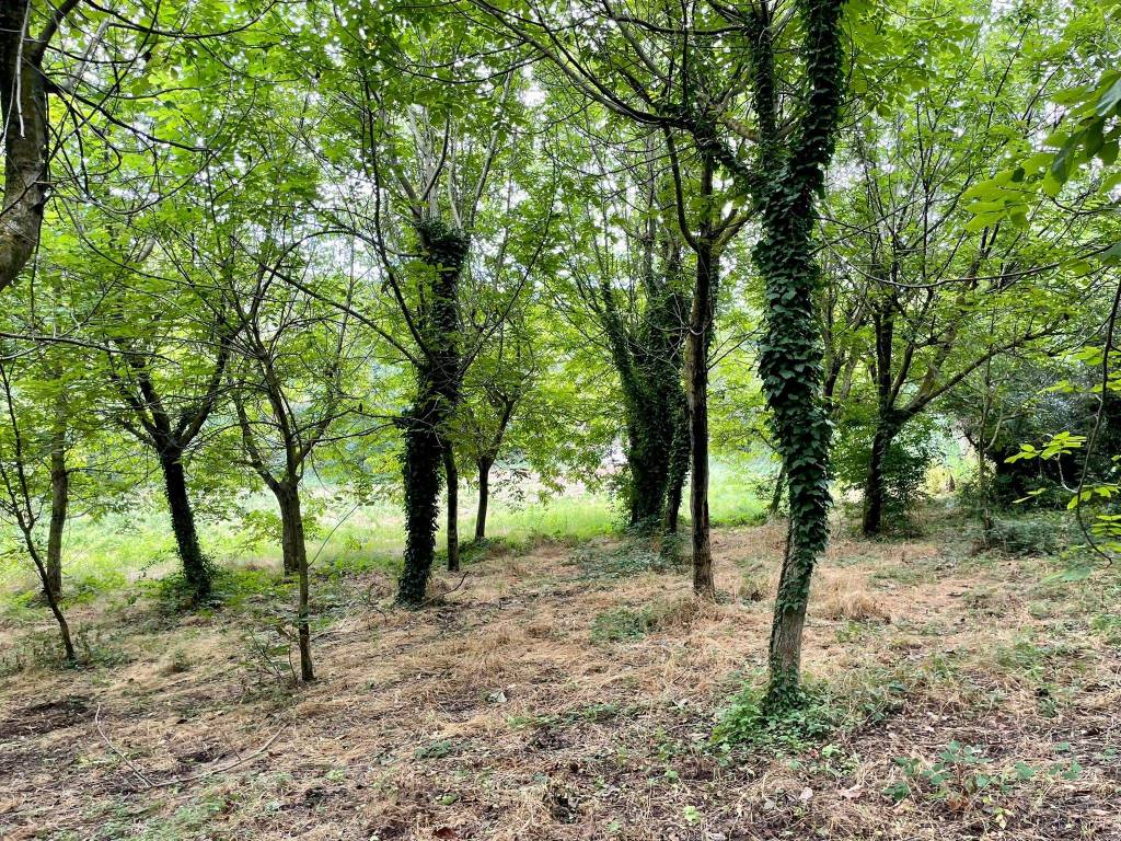 Terreno agricolo via dell'osservatorio, centro, monte porzio catone