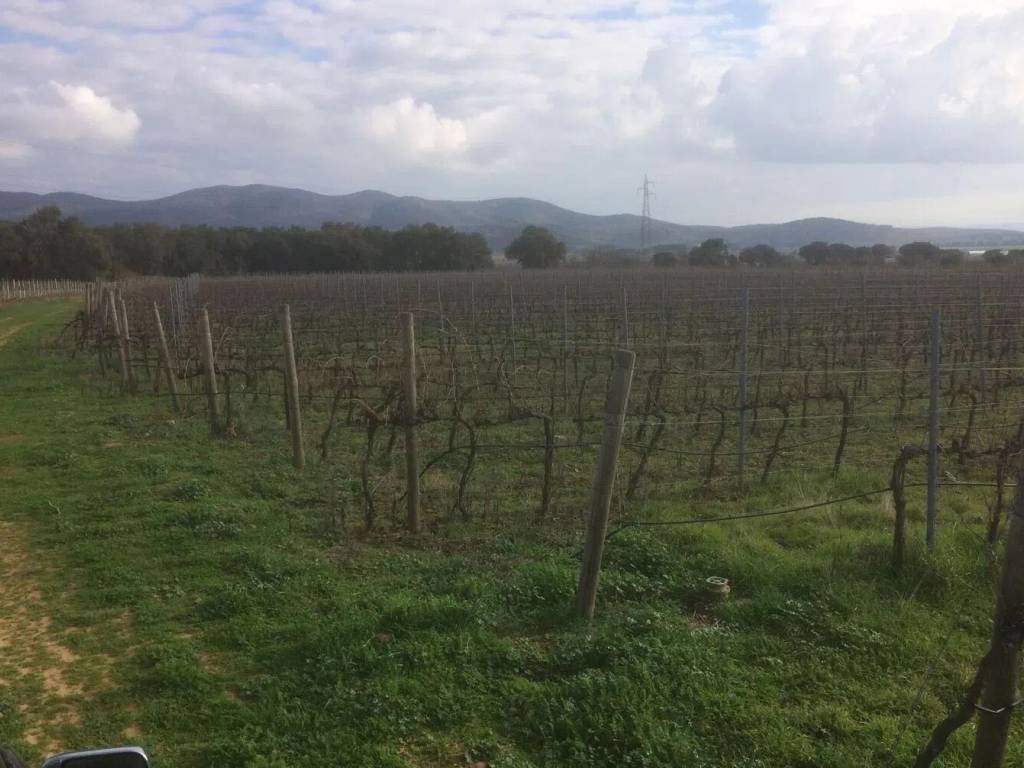 Terreno agricolo strada provinciale 123 strette, tirli, vetulonia, buriano, castiglione della pescaia