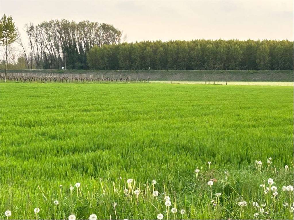 Terreno agricolo, centro, prata di pordenone