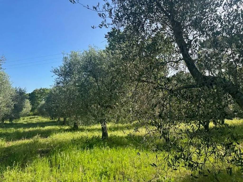 Terreno non edificabile strada barucola san c., capalbio