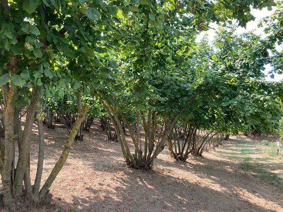 Terreno agricolo frazione naviante, naviante, farigliano