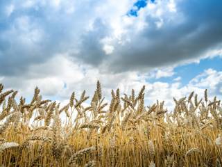 Vendita Terreno Agricolo