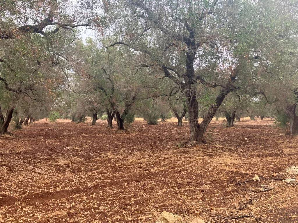 Terreno agricolo, latiano