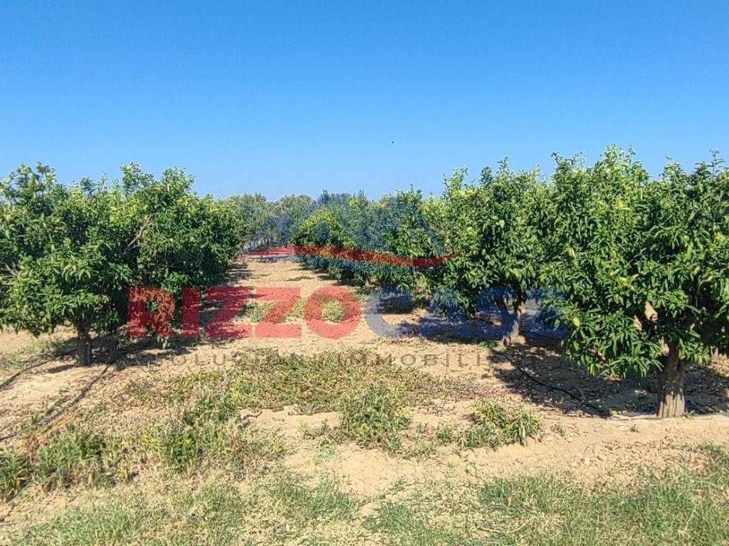 Terreno agricolo c.da lattughelle, cassano all'ionio