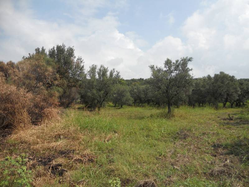 Terreno agricolo localitã  signorelli, gizzeria