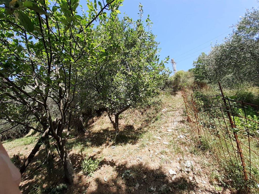 Terreno agricolo località tirolo, bolano