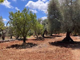terreno1