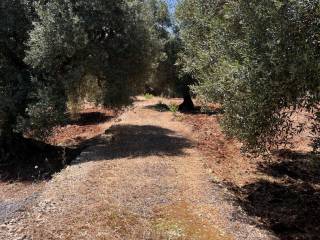 stradina