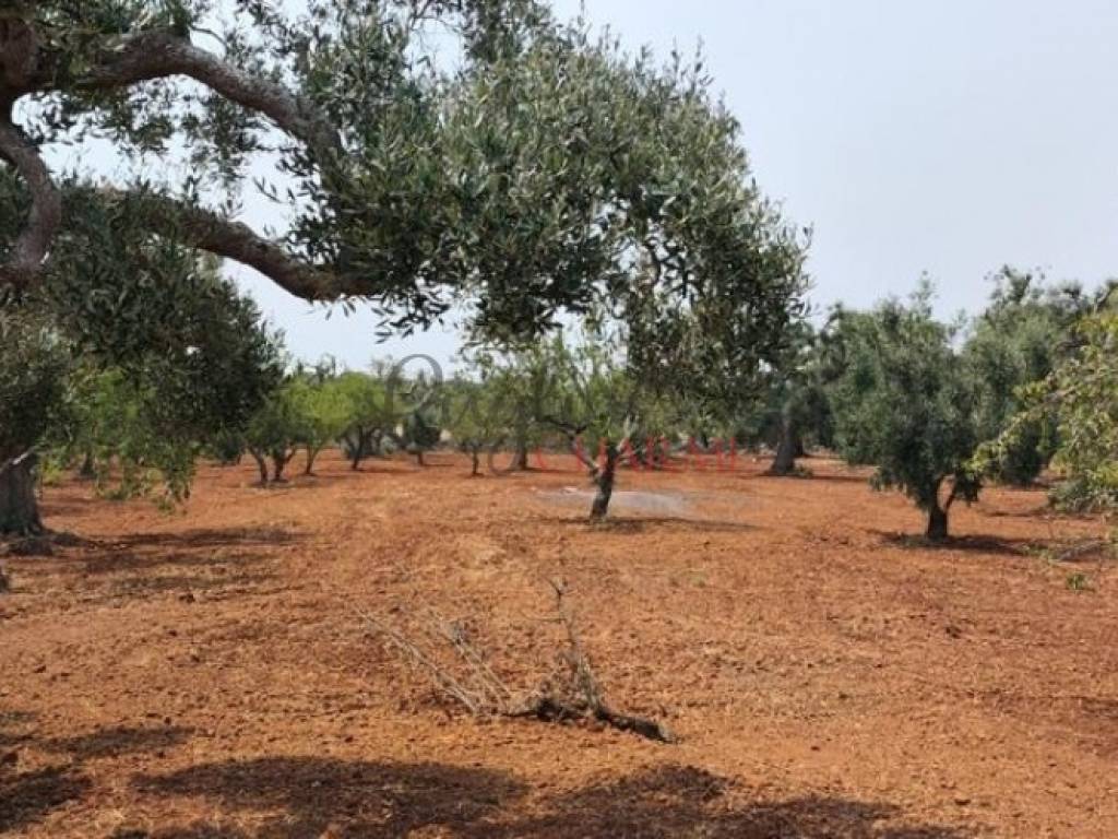 Terreno edificabile viale raone da ostuni, ostuni costa, ostuni