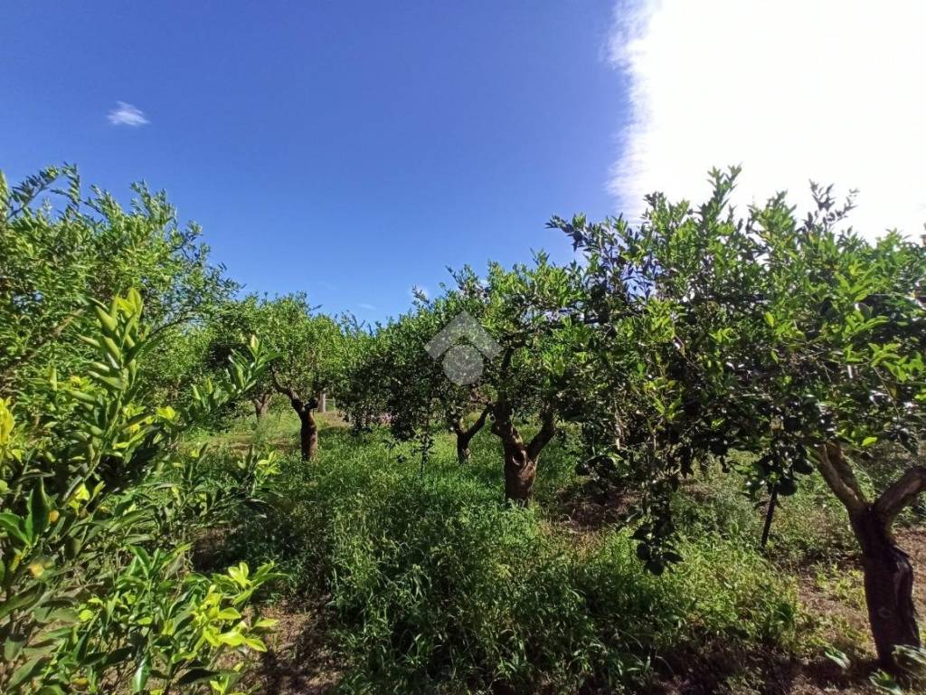 Terreno agricolo via gibilrossa 1, ciaculli, palermo