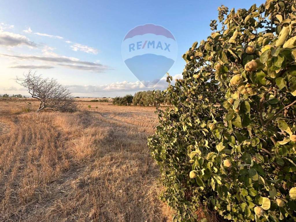 Terreno agricolo c.da vignale coffa, noto