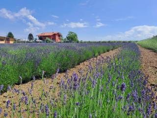 Lavanda