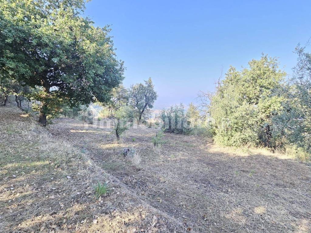 Terreno