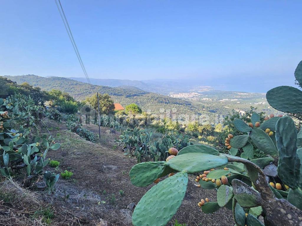 Vista