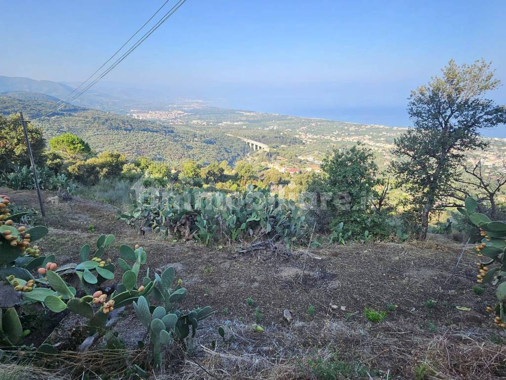 Vista