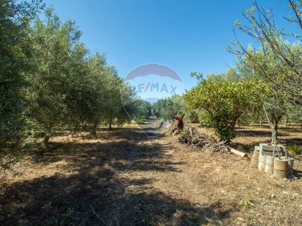 Terreno agricolo zona vasadonna, belpasso