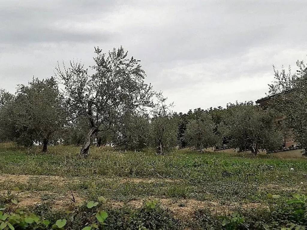 Terreno non edificabile via della madonnina, 36, basciano