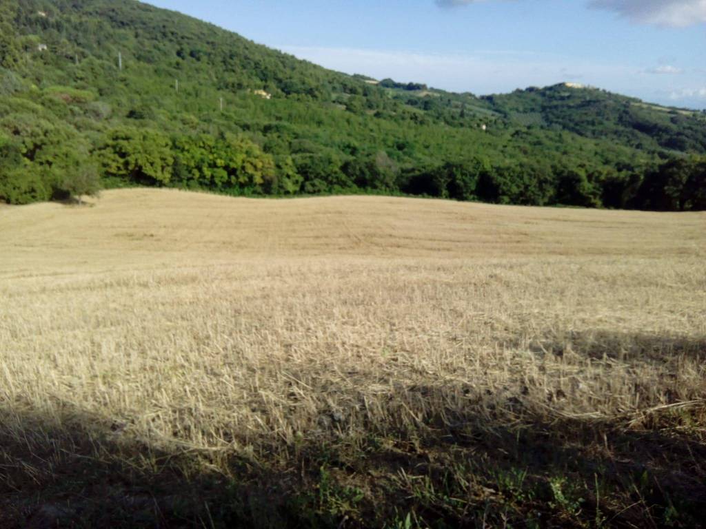 Terreno agricolo, poggio - massignano, ancona