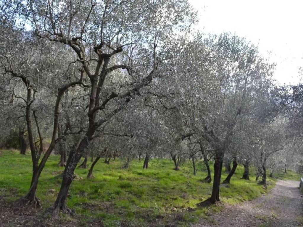 Terreno non edificabile strada belando san c., ceriana