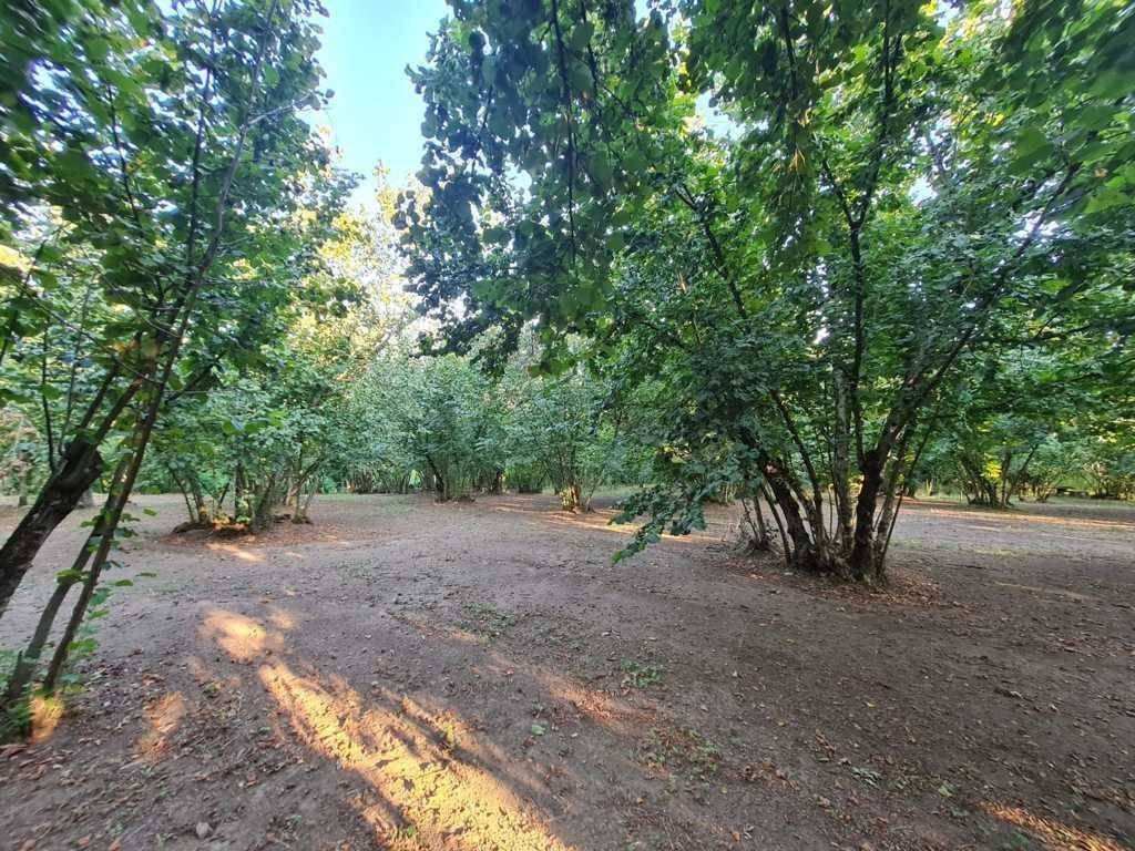 Terreno agricolo contrada alimata, montefredane