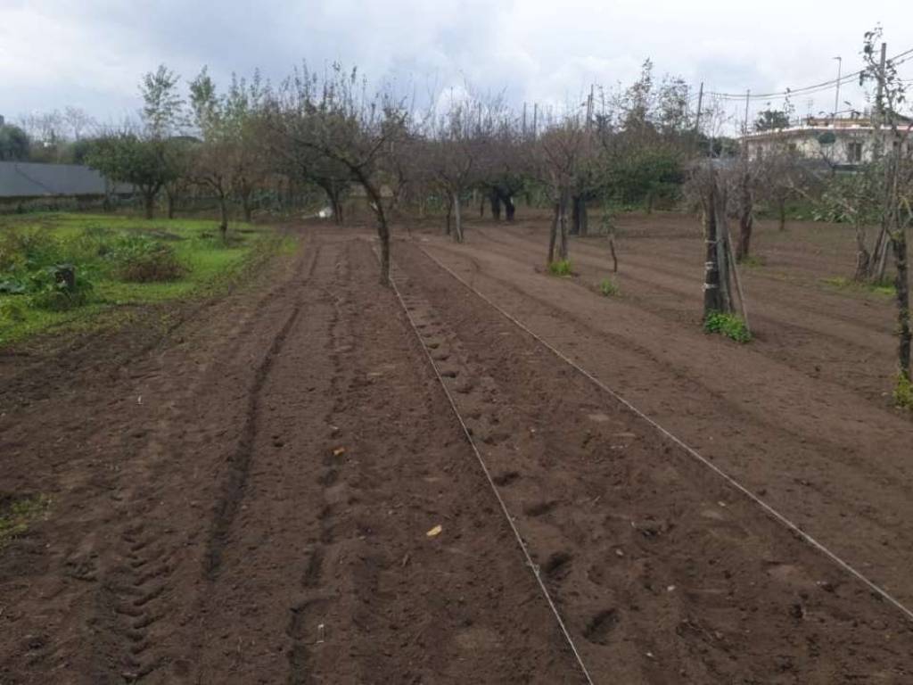 Terreno agricolo vignariello snc, somma vesuviana