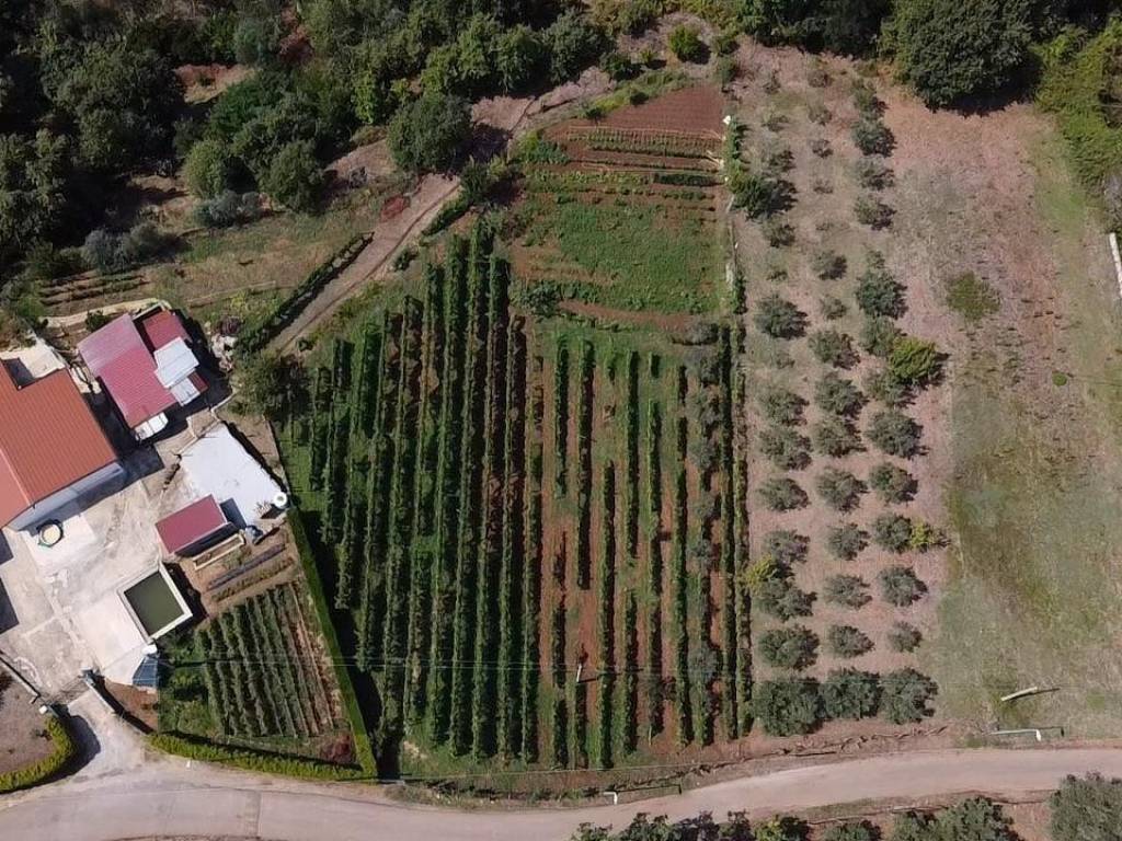 Terreno edificabile traversa 3, polia