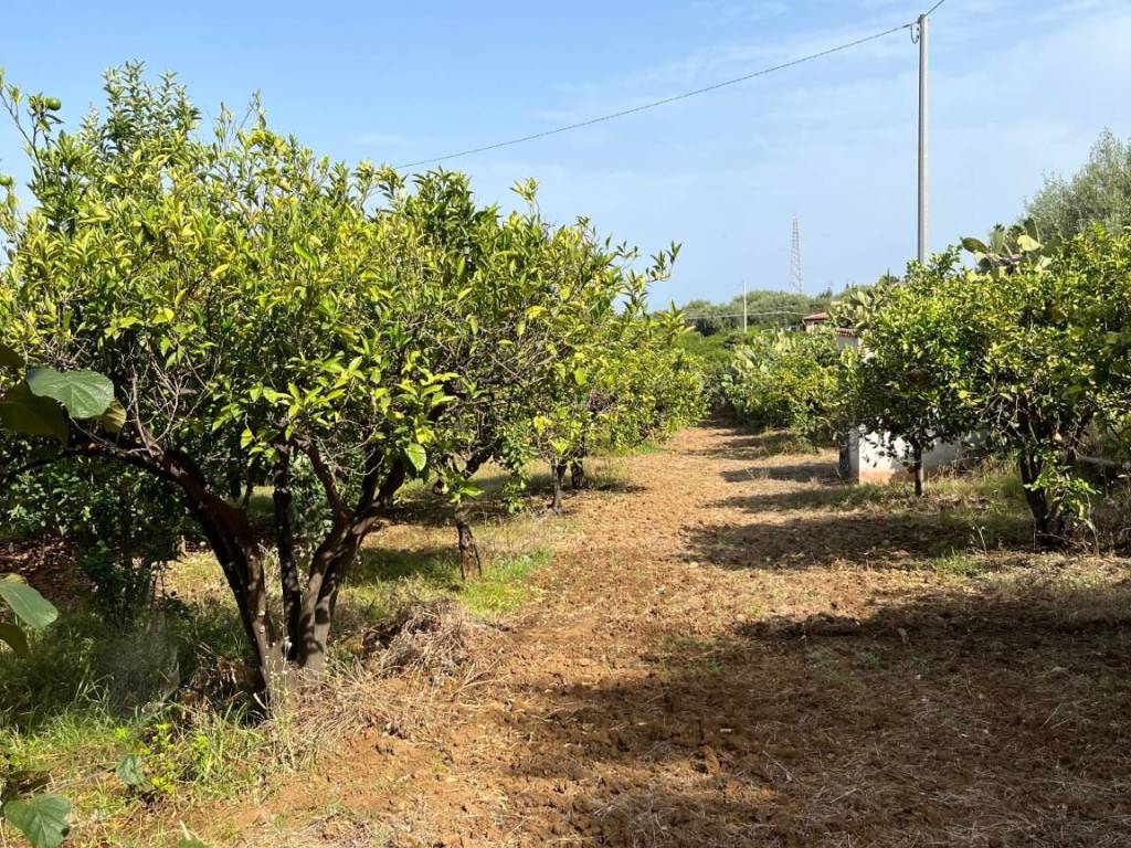 Terreno agricolo sp128, lascari