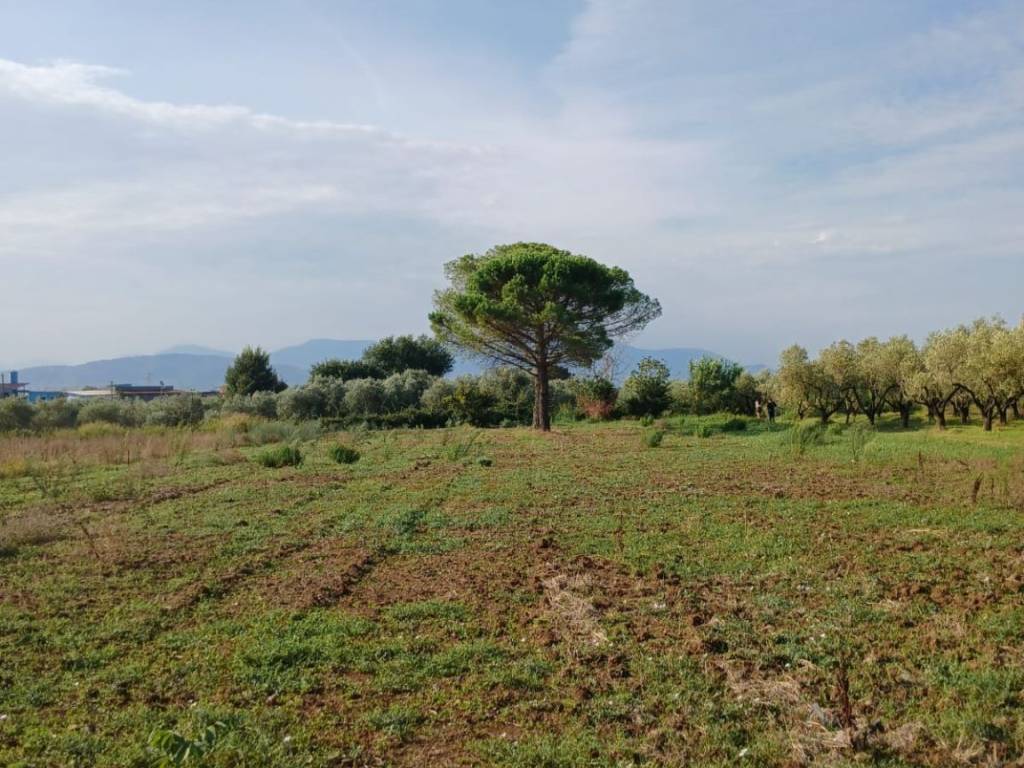 Terreno agricolo via difesa maddalena, quadrivio, campagna