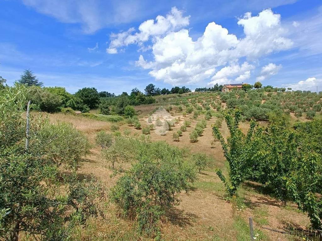 Terreno agricolo contrada pietramorella 1, acri