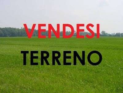 Terreno agricolo, biscione, petrosino