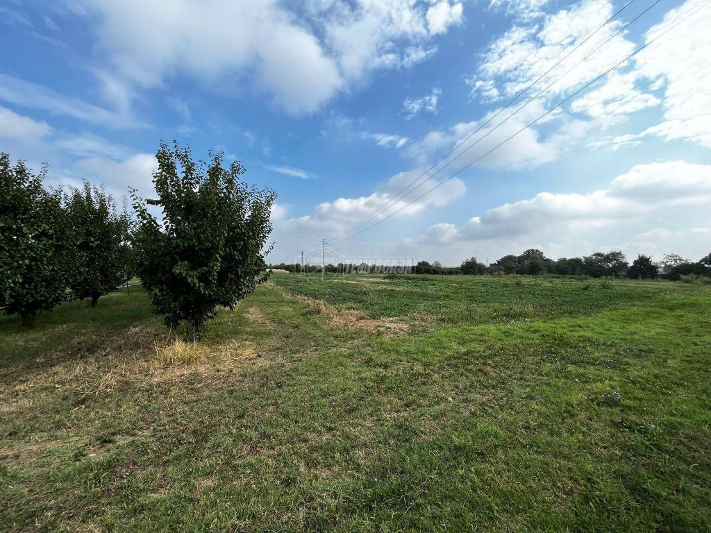 Terreno agricolo via provinciale vignola - sassuolo, zona mercato ortofrutticolo, vignola