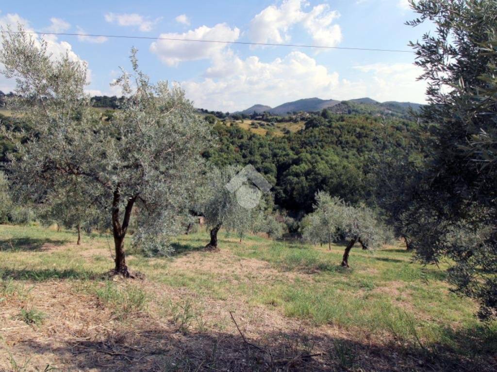 Terreno agricolo via rocca, salisano