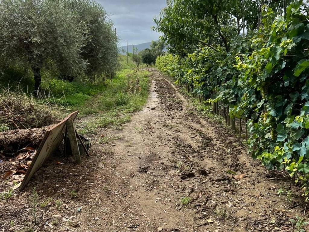 Terreno agricolo, iolo, prato