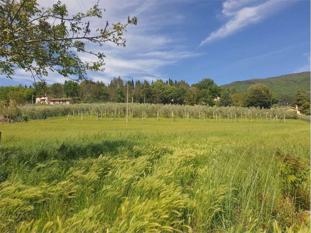 Terreno agricolo, assisi