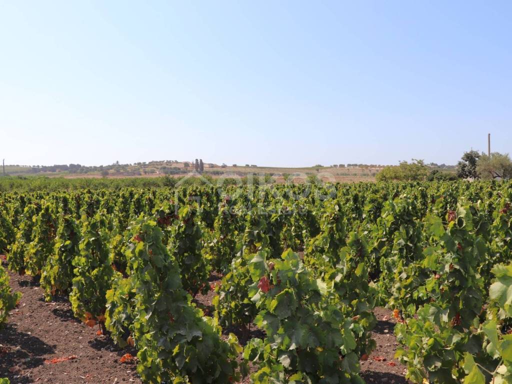 Terreno agricolo c.da benuini san c., noto