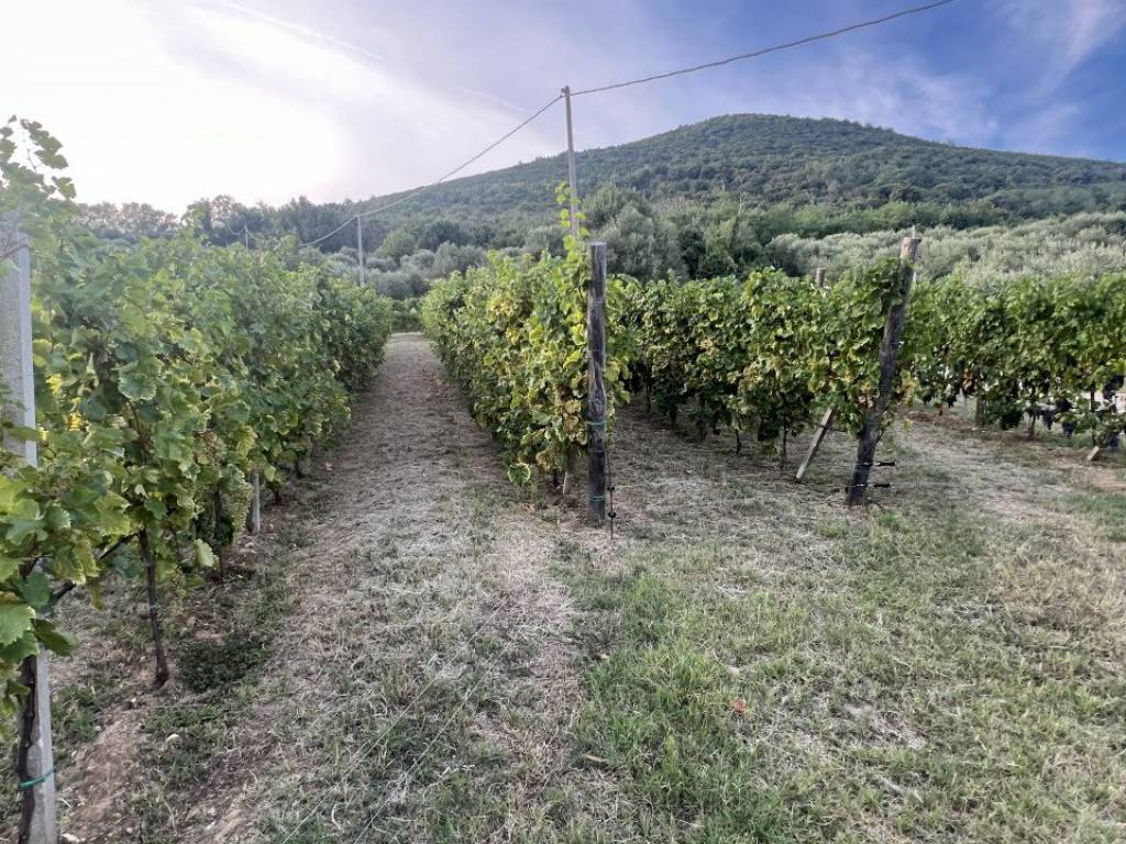 Terreno agricolo valnogaredo, centro, cinto euganeo