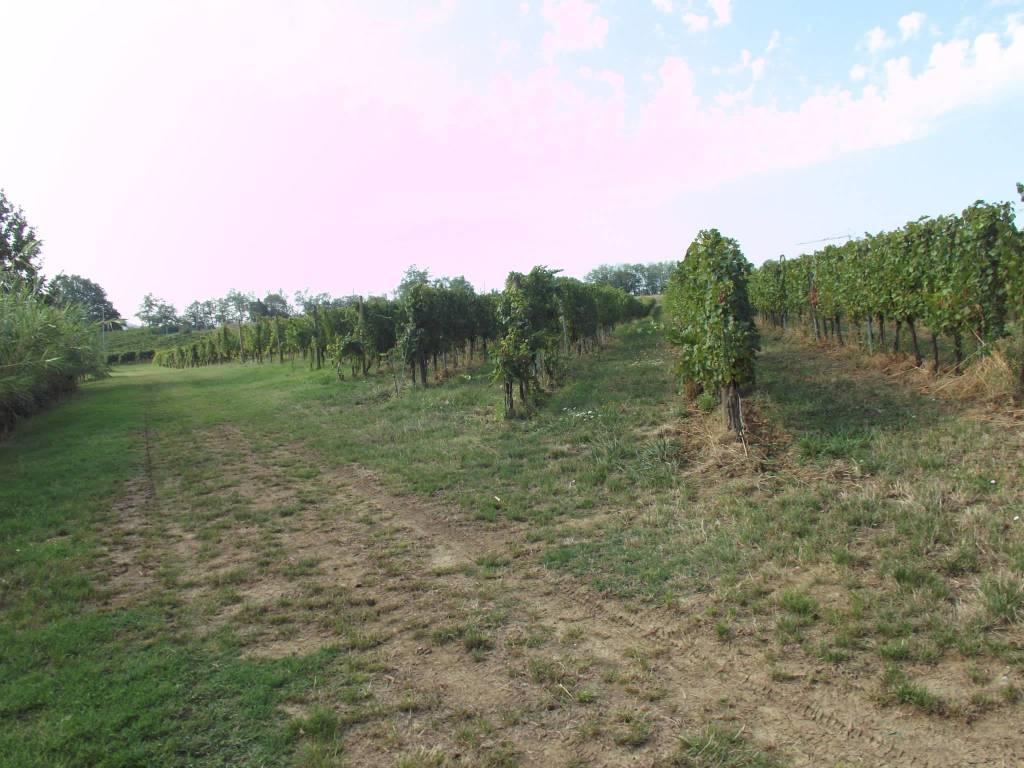 Terreno agricolo, case località banzi, valsamoggia