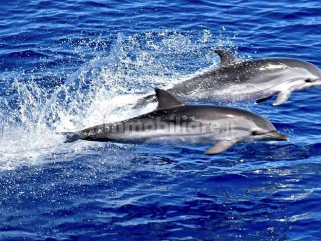 Mar ligure Santuario dei cetacei