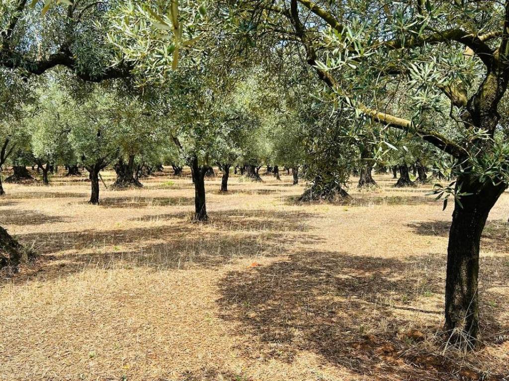 Terreno agricolo localita' montesanti, lamezia terme