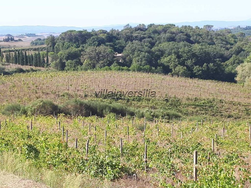 Terreno agricolo, castelnuovo berardenga