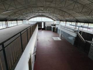 REALE